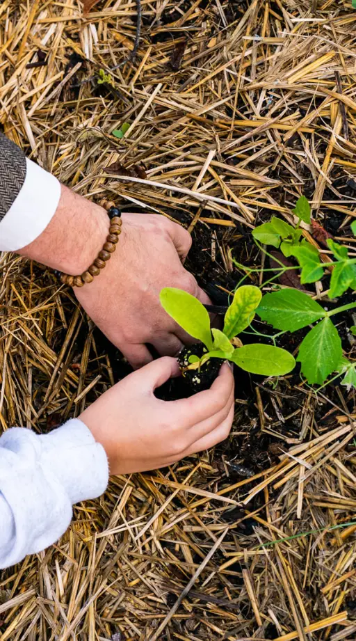 Close-up of two hands planting a shrub